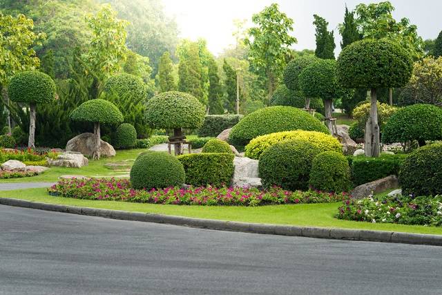 tree-trimming-bush-planting-garden-landscaping-san-jose-landscaper