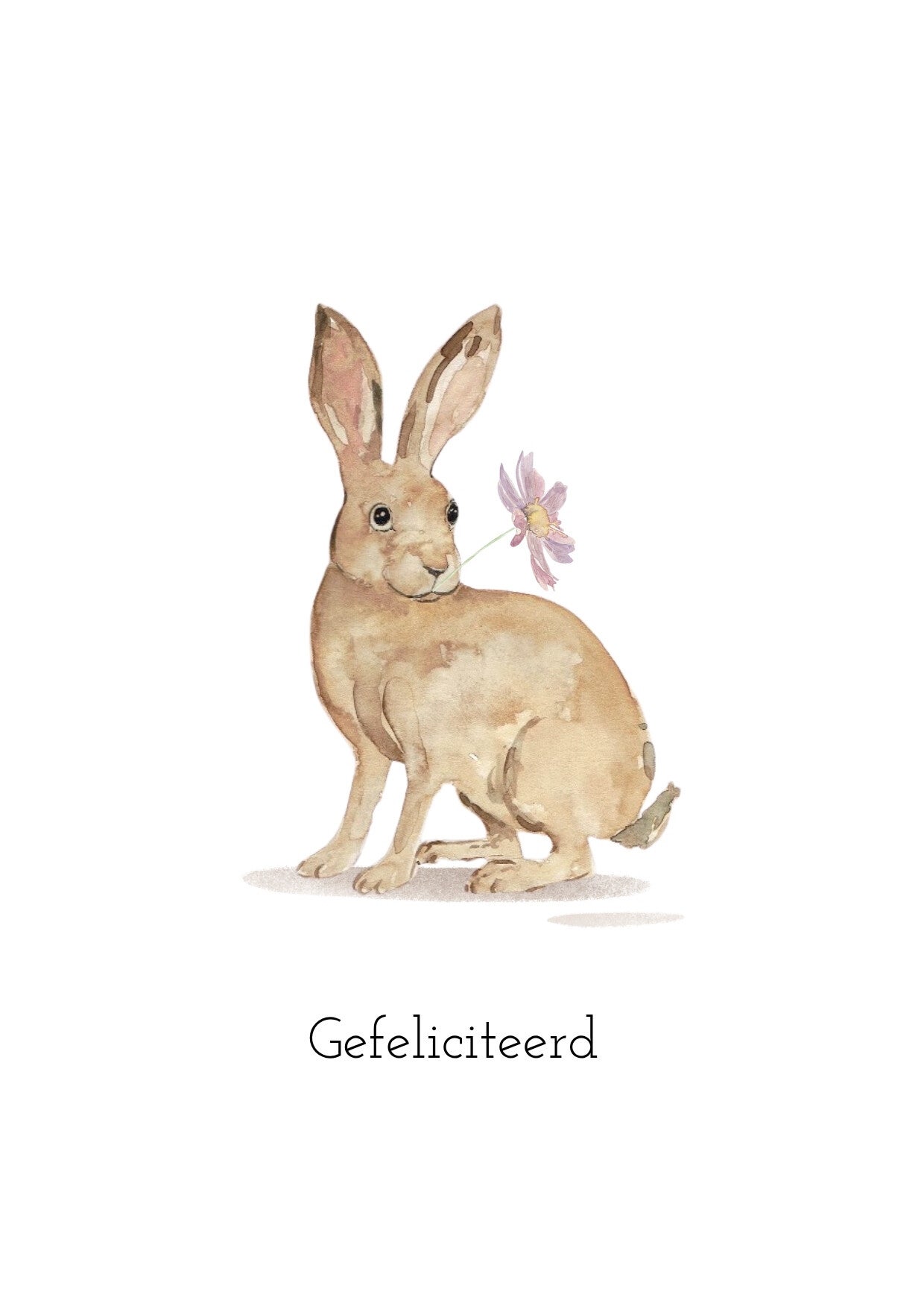 Haasje - Cosmea - kaart