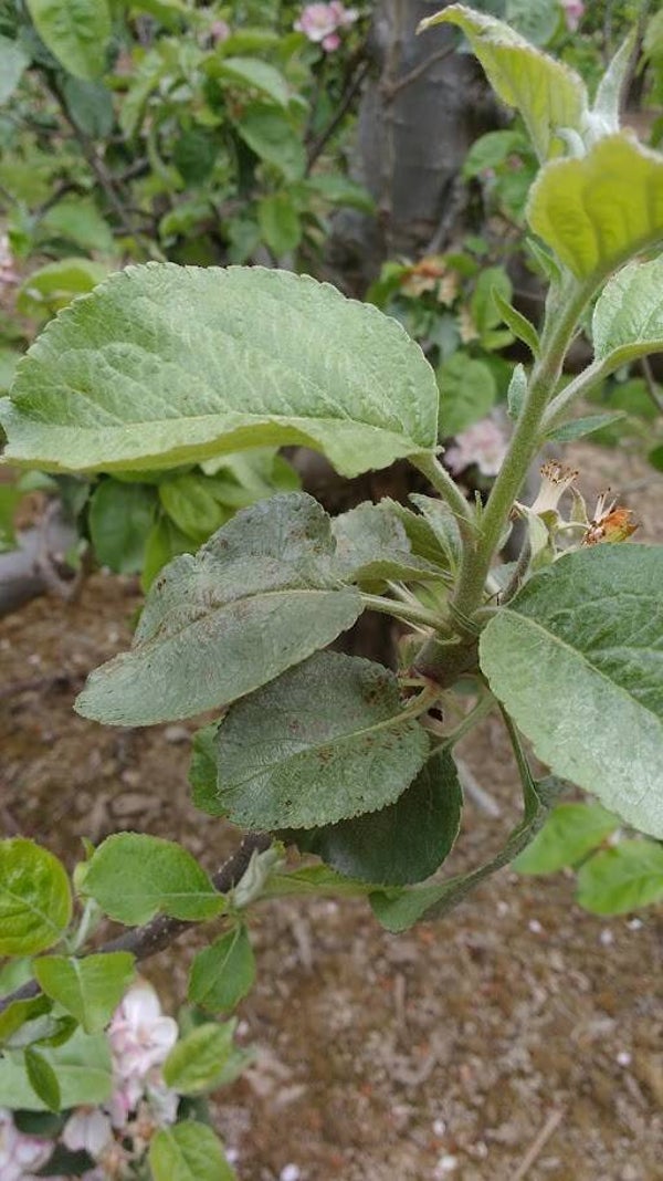 Plant Disease Assessments for Gardeners (POA)