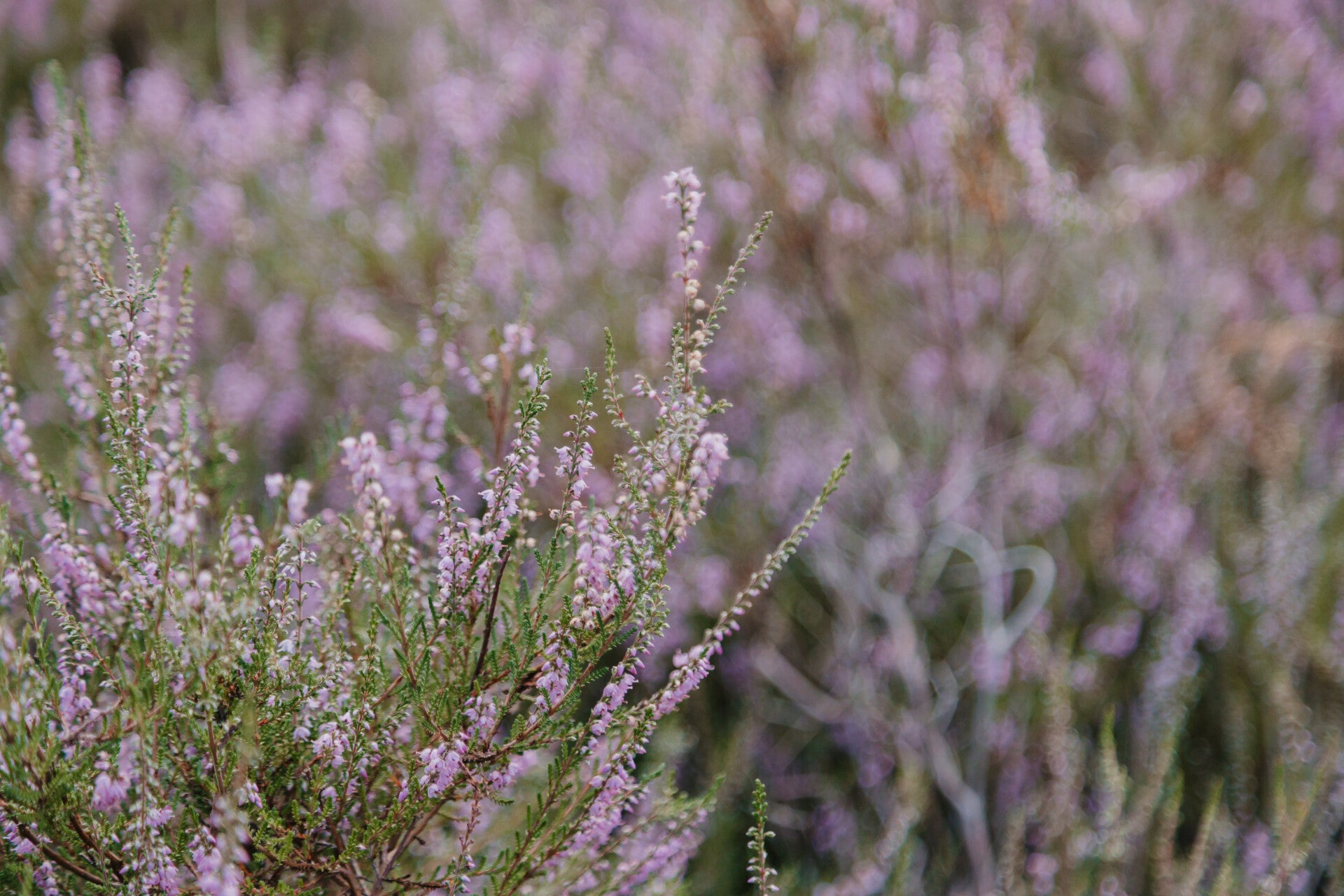 Klankontspanning, klankschalen, venlo