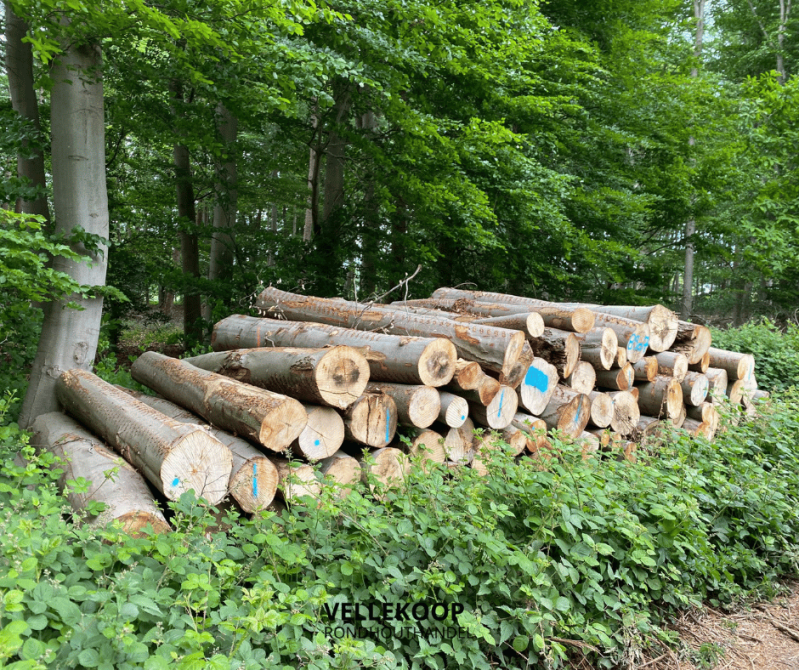 beuken stamhout 3 meter