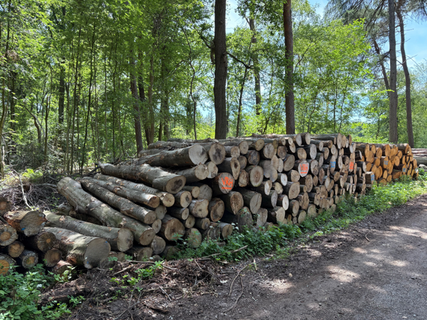 Stapel VSN003 - beuken stamhout - machinehout
