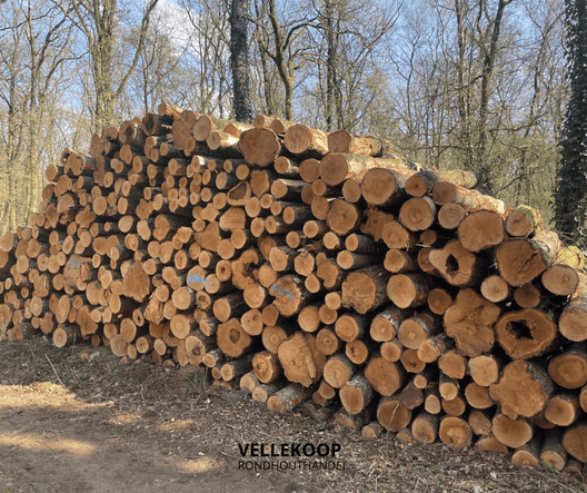 berken stamhout 3 meter stammen