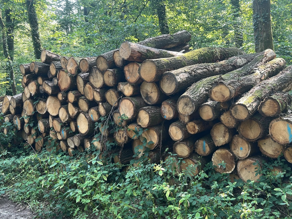 Stapel VR261093 - eiken stamhout - machinehout