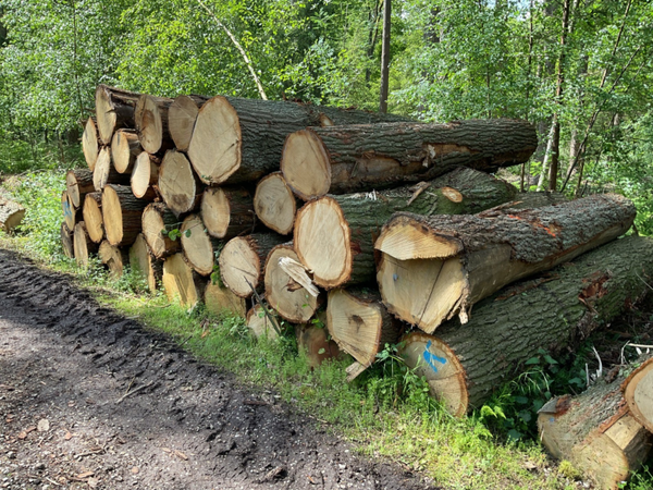 Stapel VR261099 - eiken stamhout
