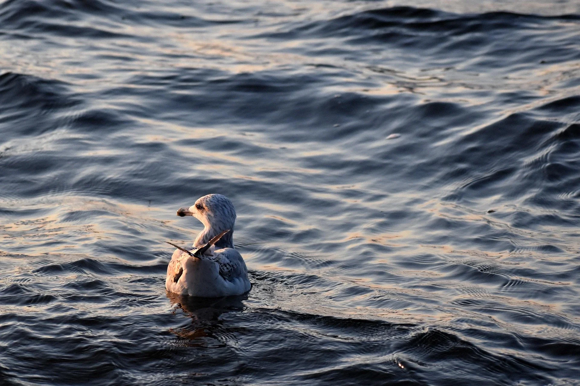 Een jonge meeuw dobbert rustig op het zacht golvende zeewater, waarin het warme avondlicht subtiel weerspiegelt.