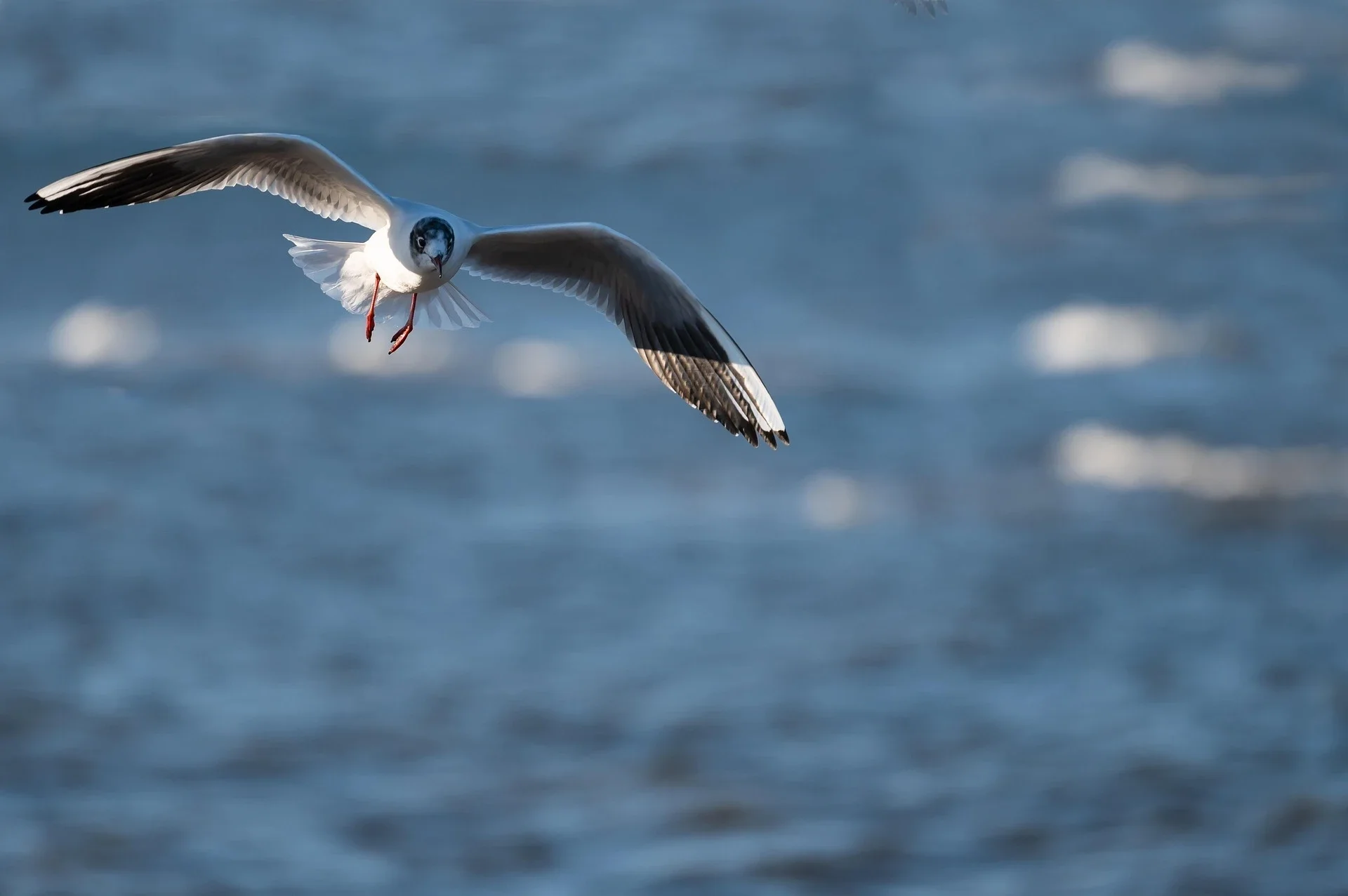 Een meeuw zweeft met wijd uitgespreide vleugels boven het blauwe zeewater, een beeld van vrijheid en onbegrensde ruimte.