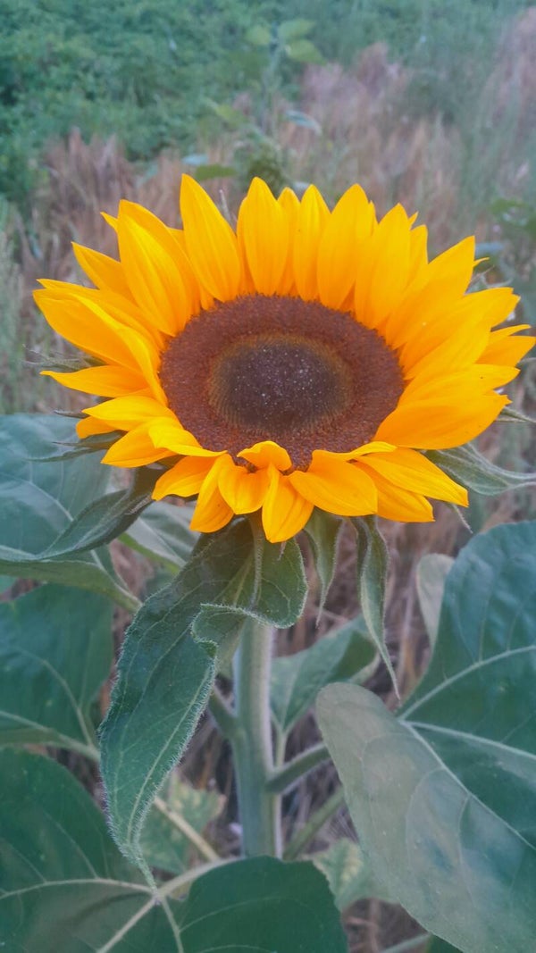 Zonnebloemen