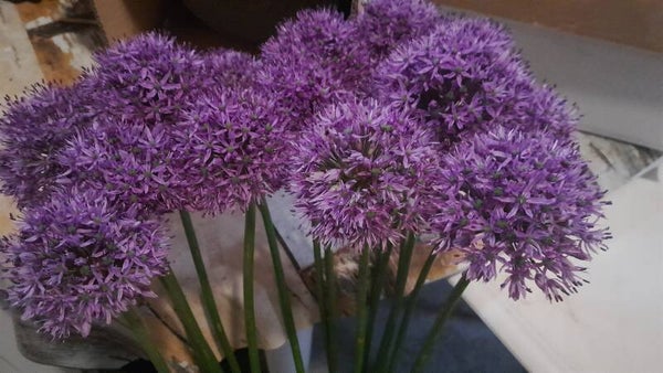Allium paars