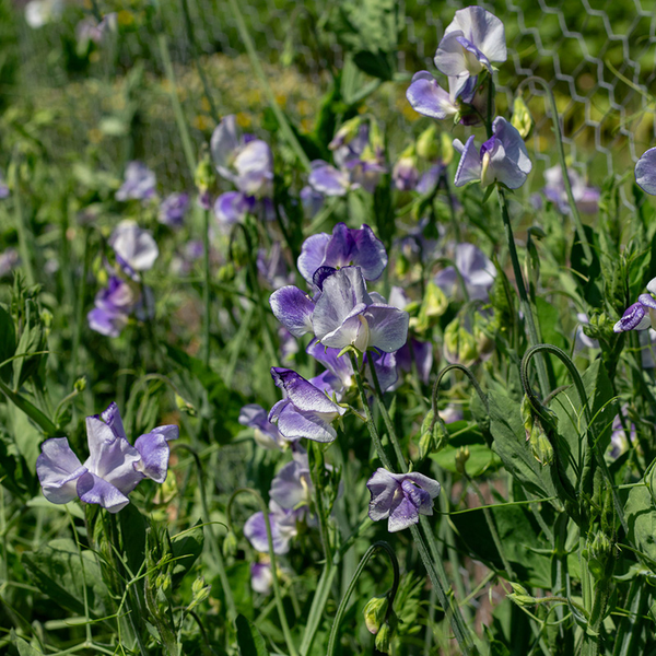Lathyrus