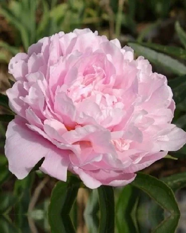 5 pioenrozen