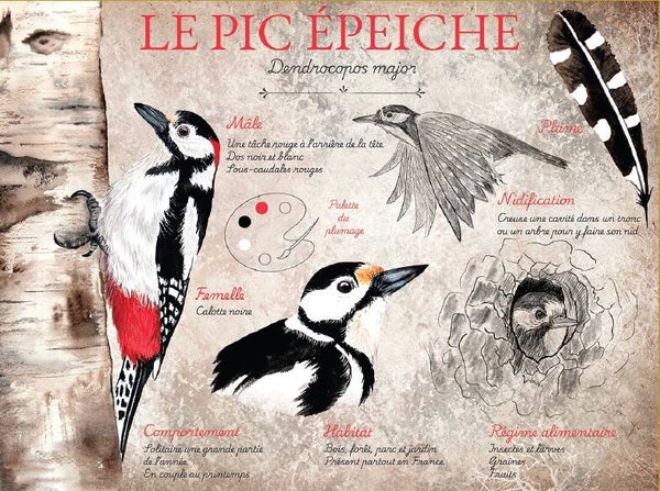 Le pic épeiche
