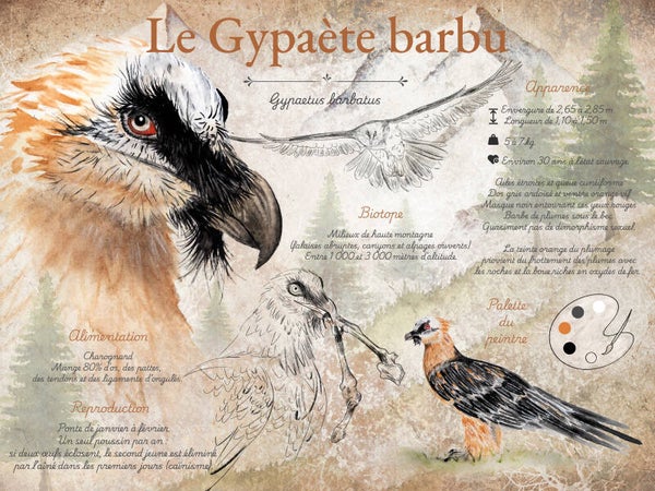Le Gypaète barbu