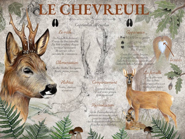 Le chevreuil