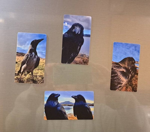 Set Of 4 Fridge Magnets