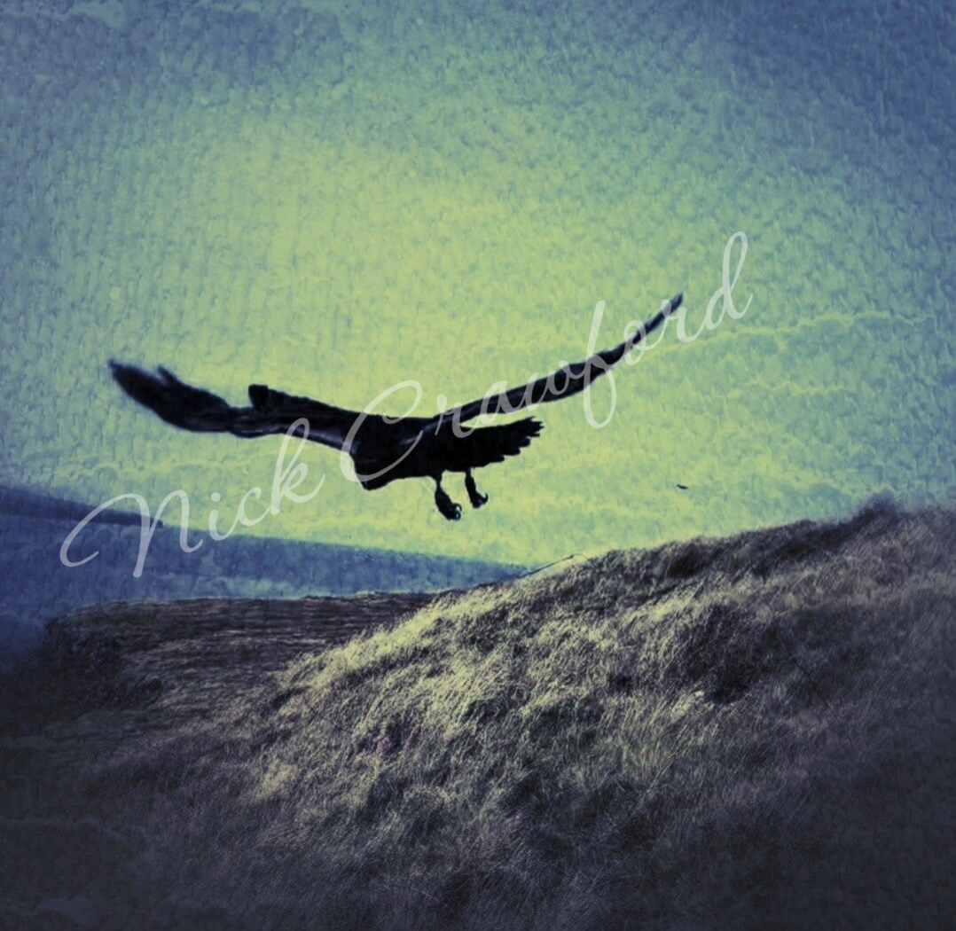 "Ragnar in Flight" 30x40cm canvas print