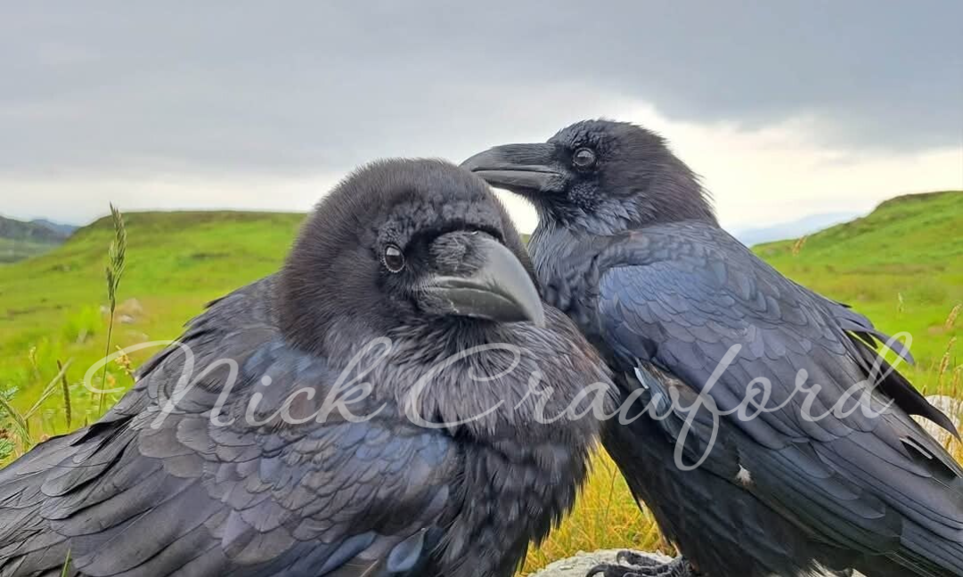 Corvus Corax mug (full coverage)