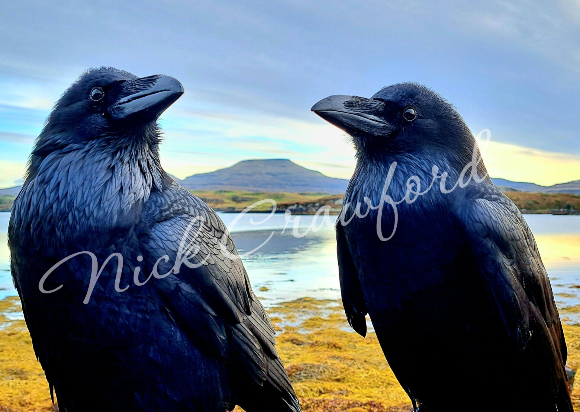 "Majestic Couple" 20x30cm