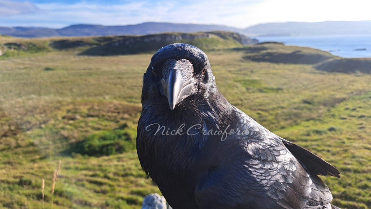 Raven Facts | Wisdom From Corvids
