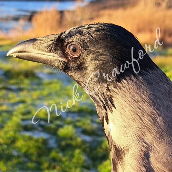 Gilbert Looks Ooot (full coverage)