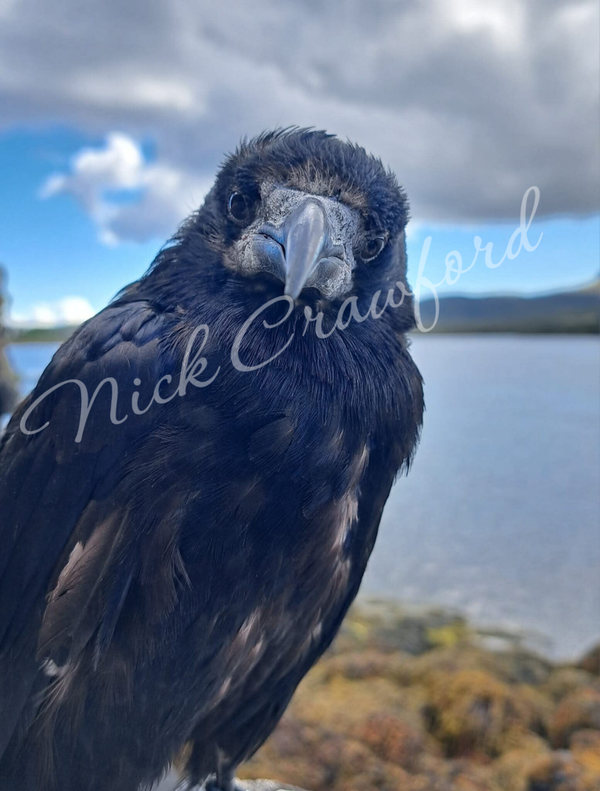 Morgan Classic Mug (full coverage)