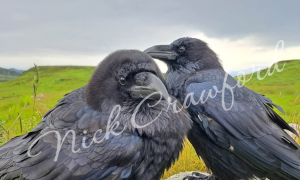 "Corvus Corax" 1200 piece Jigsaw Puzzle