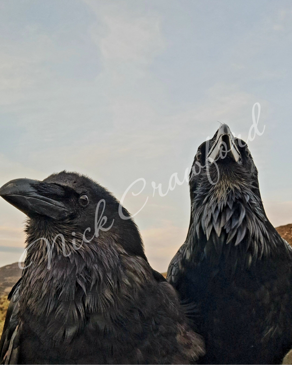 "Ravens in Profile" 20x20cm canvas