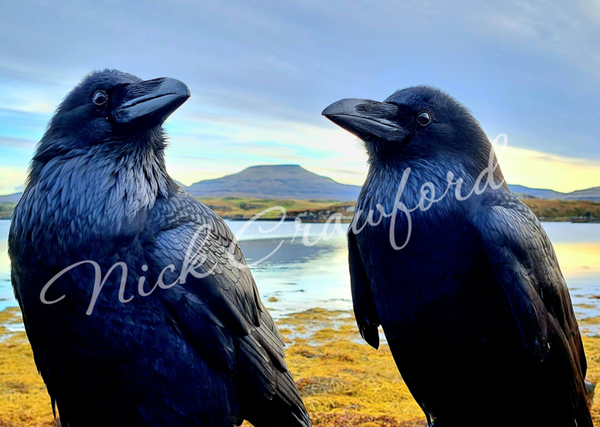 "Majestic Couple" 20x30cm