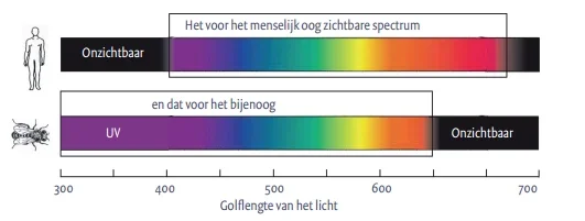 Welke kleuren zien bijen? / NIEUWS-BLOG | Bijen en kruiden