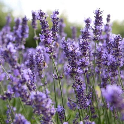 lavendel