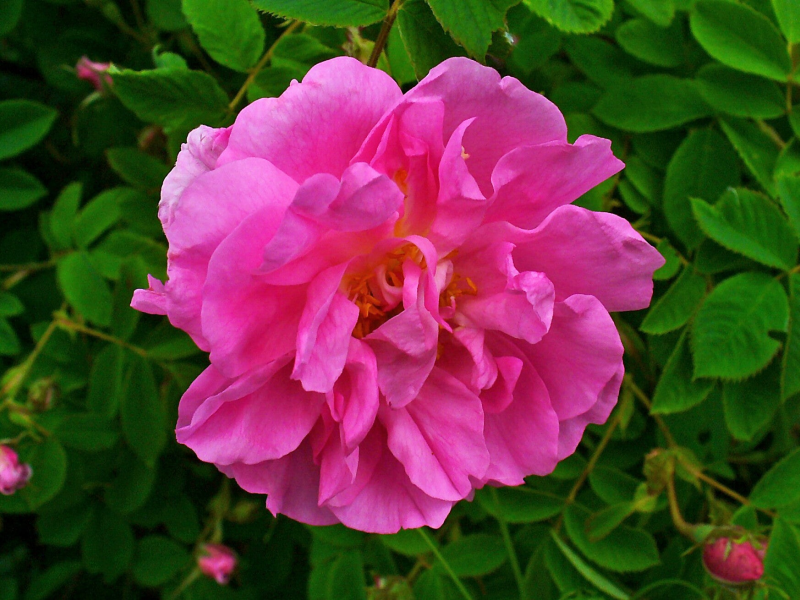 rosa damascena
