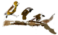 ateliervogel