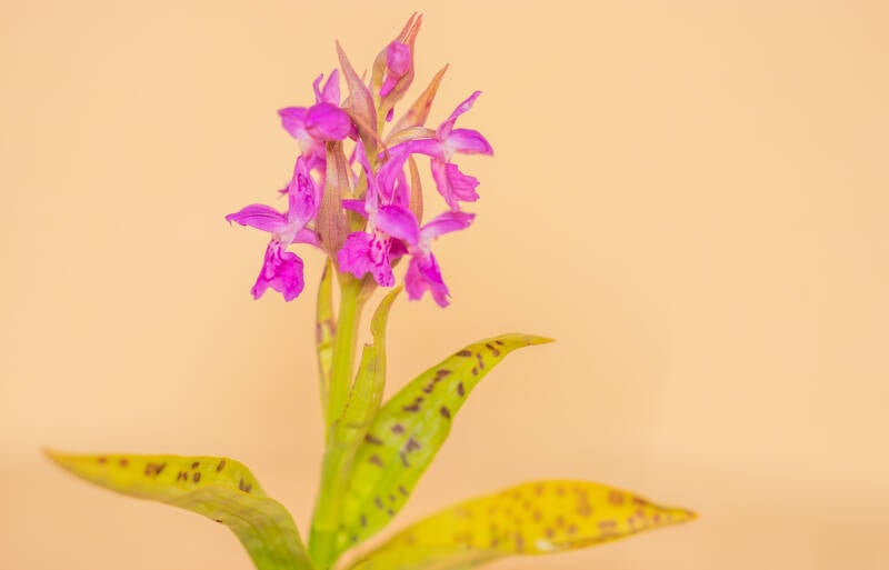 Brede orchis