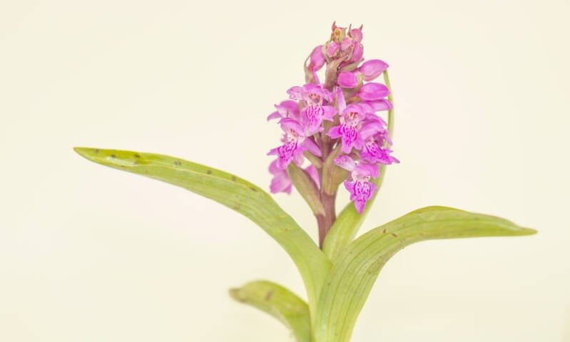 Brede orchis