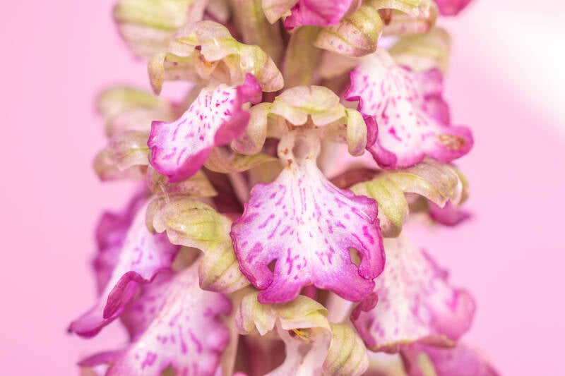Hyacintorchis