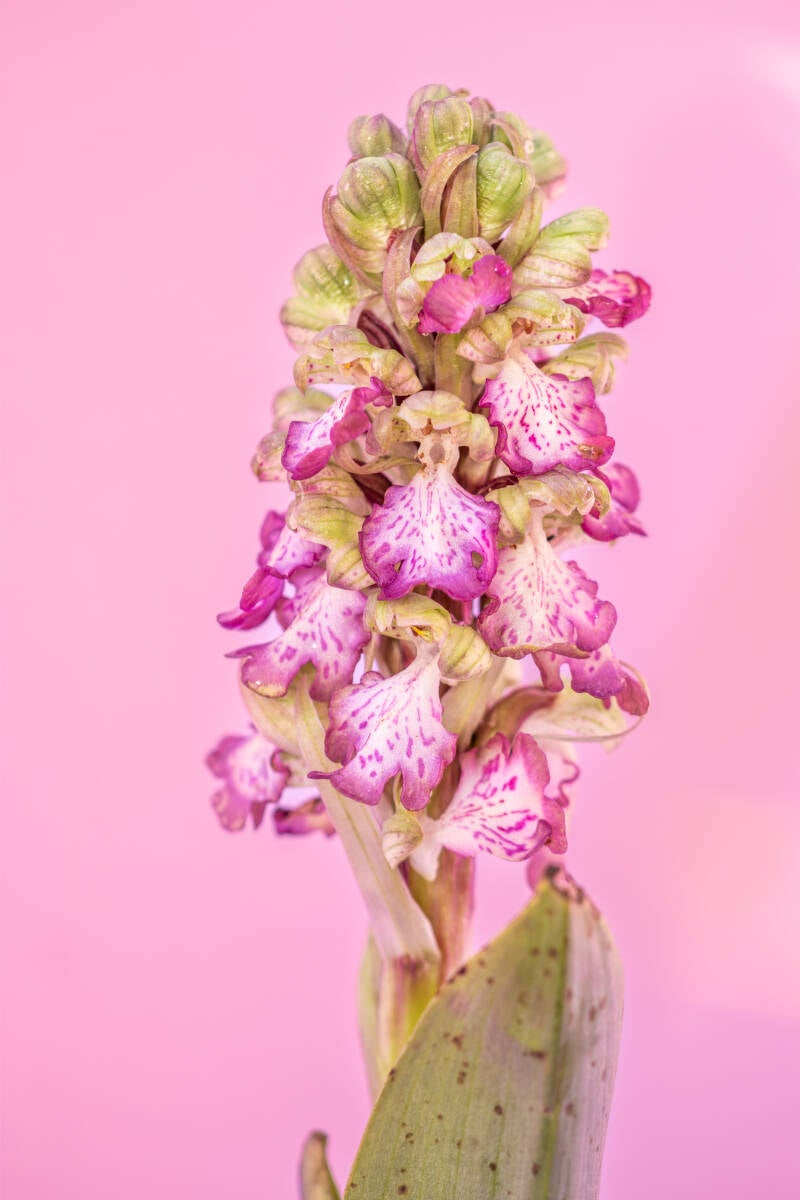 Hyacintorchis