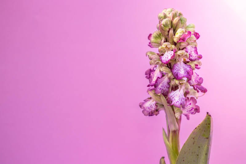 Hyacintorchis