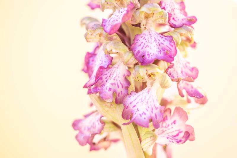 Hyacintorchis