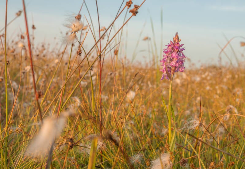 orchis-7-standard-vif2q9.jpg