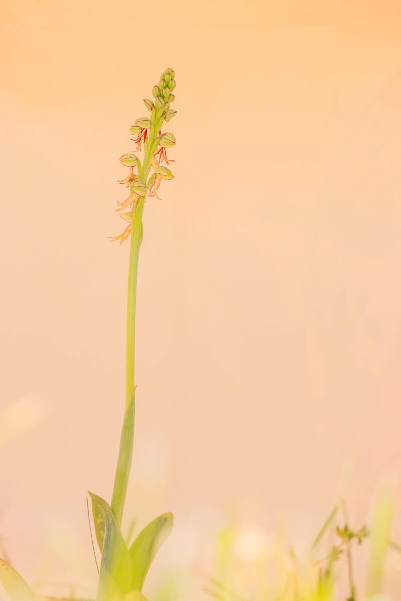 Poppenorchis