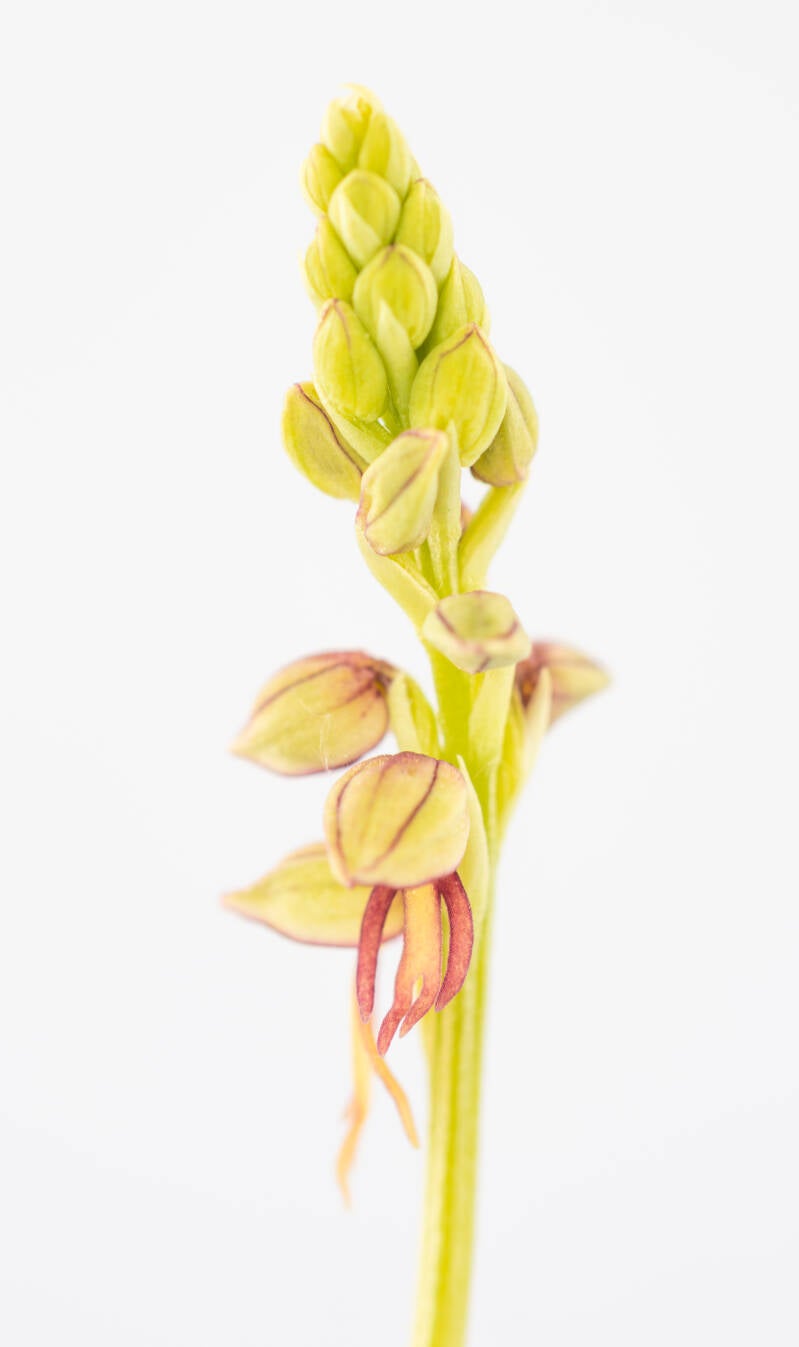 Poppenorchis