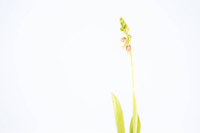 Poppenorchis