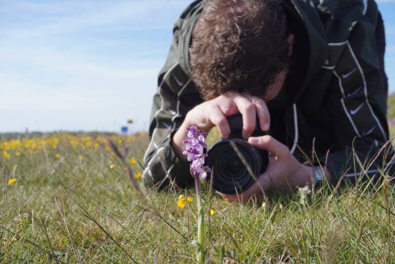 Harlekijn fotograferen