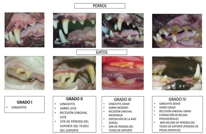 enfermedad-periodontal-en-perros-y-gatos-blog-informativo