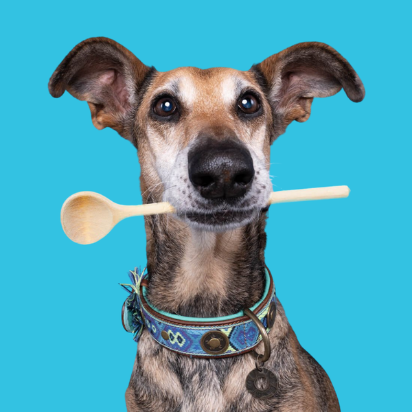 Boho Juan Hondenhalsband