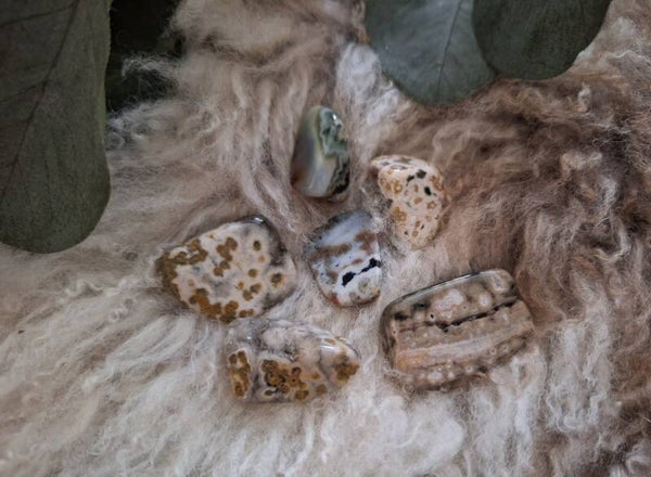 Oceaanjaspis trommelsteen