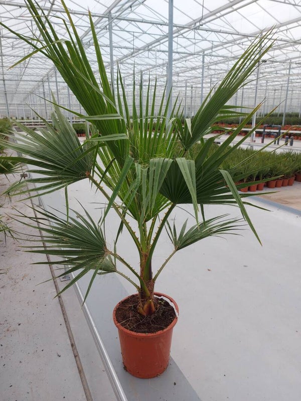 Washingtonia Robusta