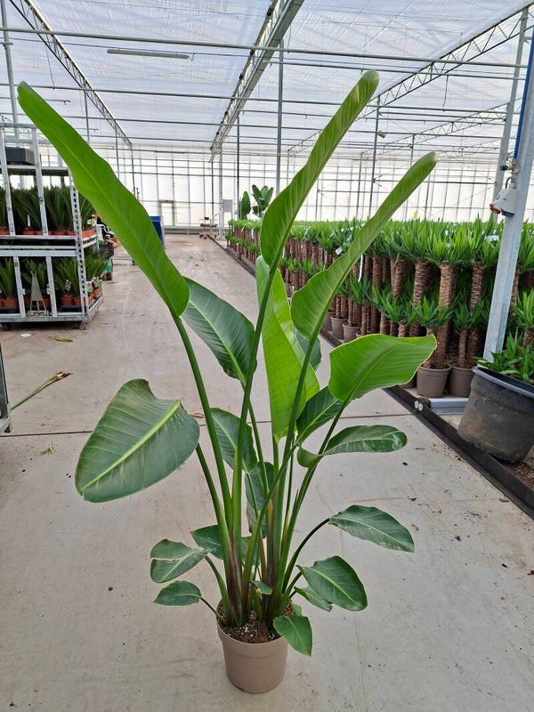Strelitzia Augusta pot 24