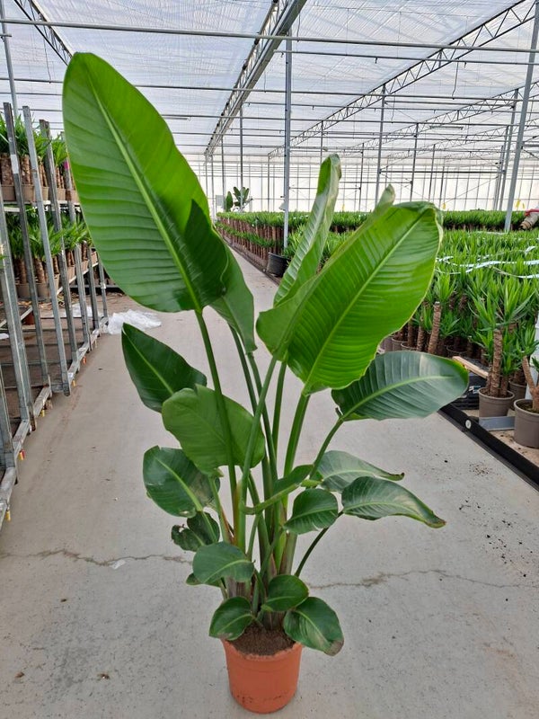 Strelitzia Augusta pot 27