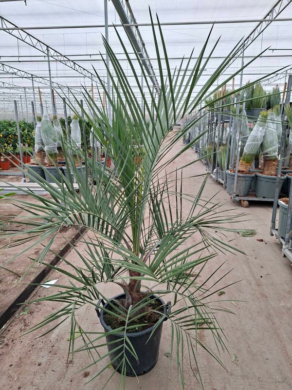 Butia Capitata